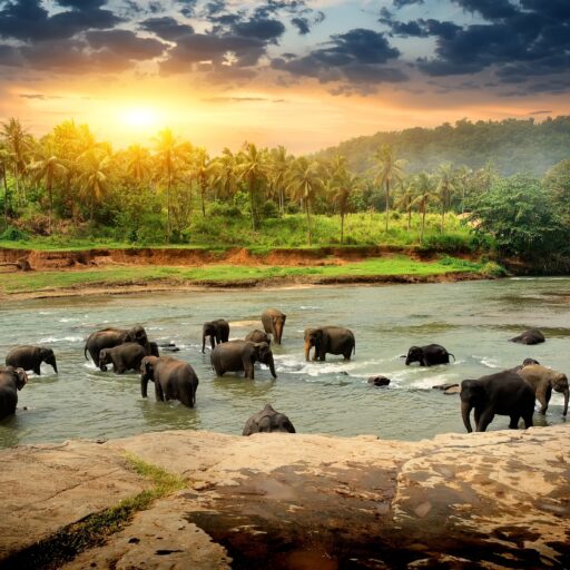 herd of elephants drinking water against a sunset backdrop
